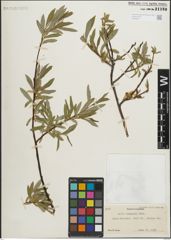 Foto von Salix lemmonii Bebb